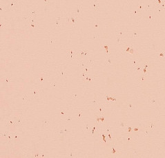 Forbo Sphera Energetic 50231 rosebud фото 1 | FLOORDEALER